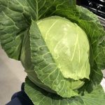 Cabbage2